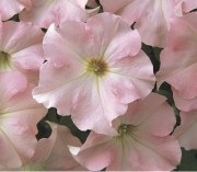 Petunia grfl Festival Appelblossum